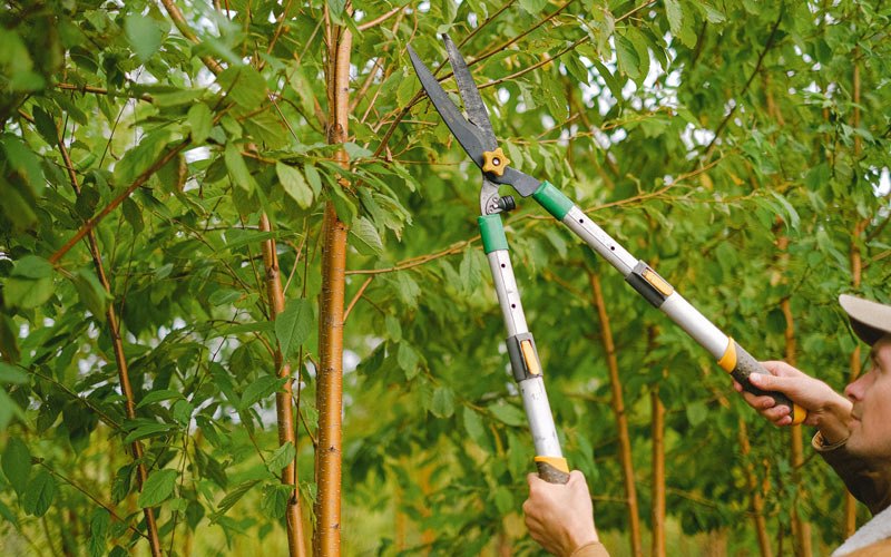 Tree trimming in Raymondville, NY